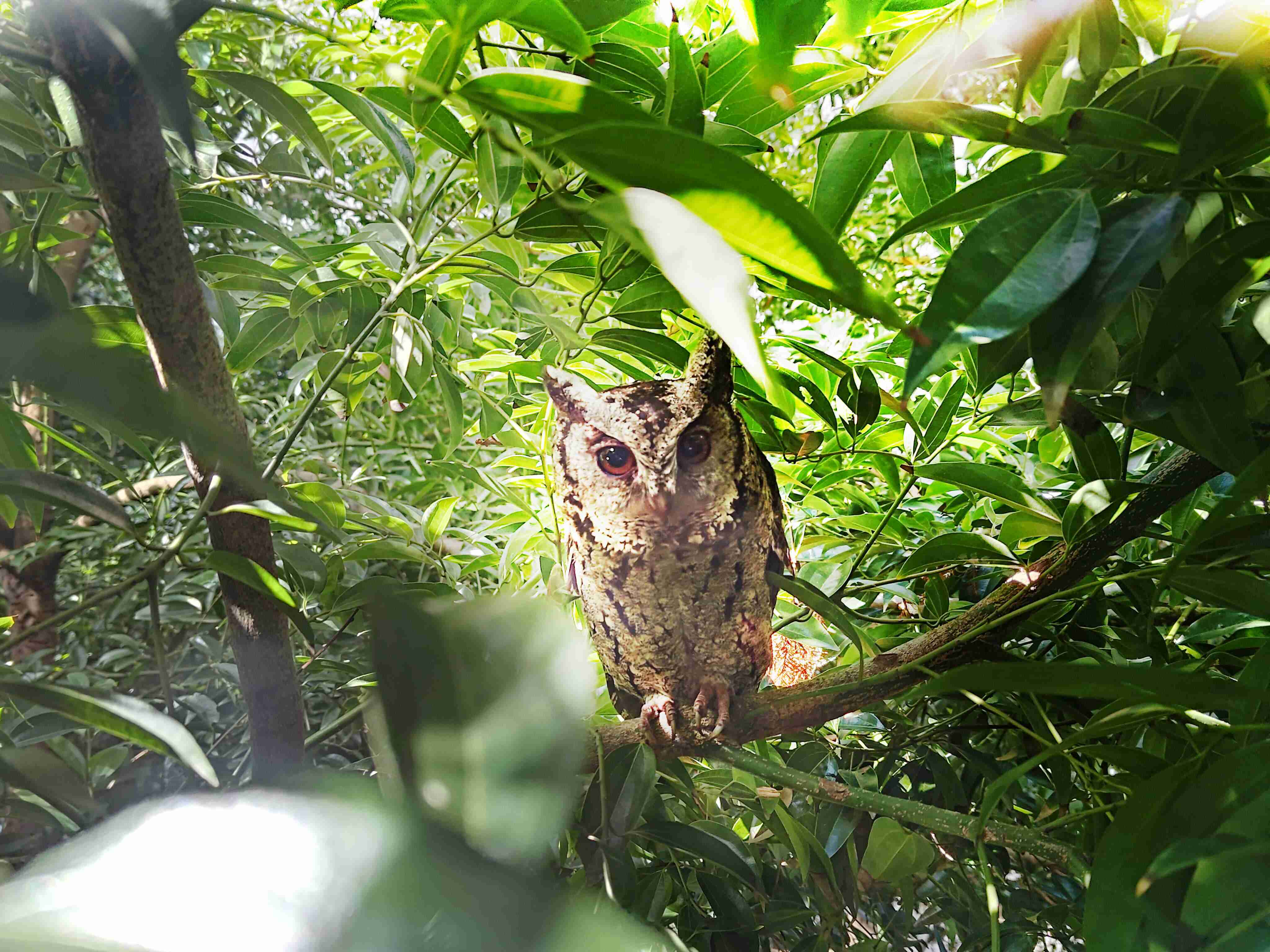 杏悦2致力提倡净零绿生活，，，，16年以来在全球各厂区植树逾百万棵，，造就各厂区树木蔚然成林，，，，犹如森林工厂，，成为许多生物的栖息地